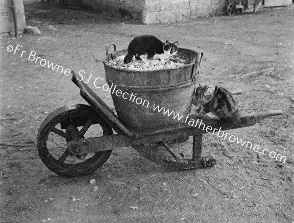 CATS PLAYING ON WHEEL-BARROWS